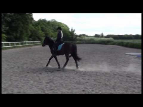 Lundemarksgårds Arion