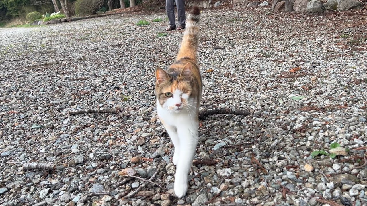 片目もミー子の魅力だね😉お散歩でウキウキ！