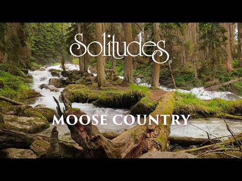 Dan Gibson’s Solitudes - Driftwood | Moose Country