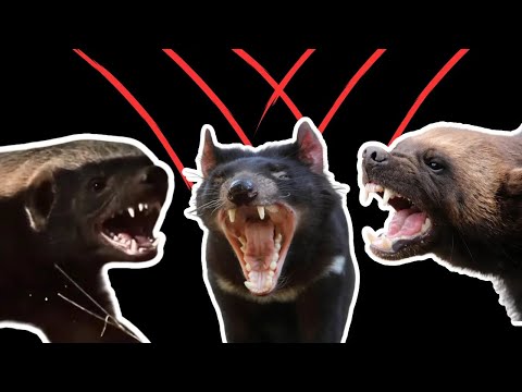 Wolverine vs. Honey Badger vs. Tasmanian Devil: Face-Off