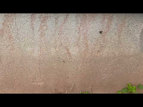 Ants Coming from the Landscape in Rocky Hill, NJ