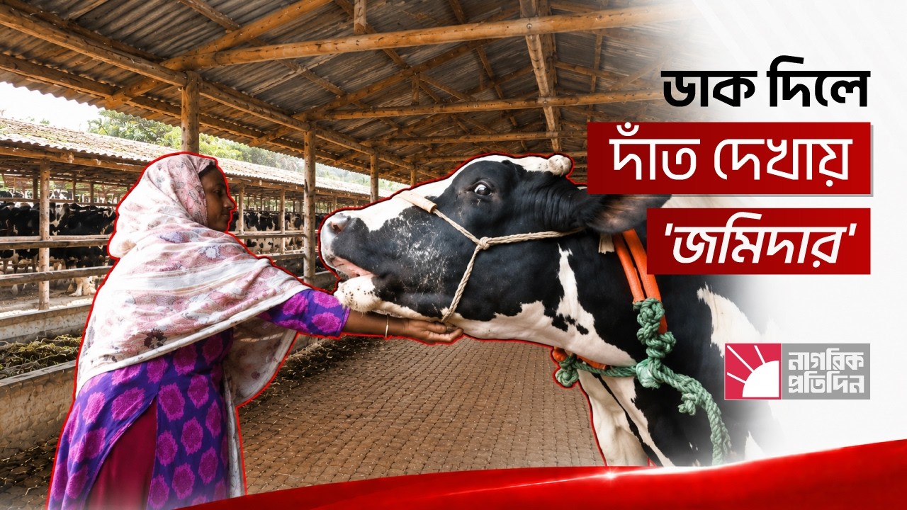 বিশাল দেহ আর রাজকীয় খাবারে নজর কেড়েছে ‘জমিদার’