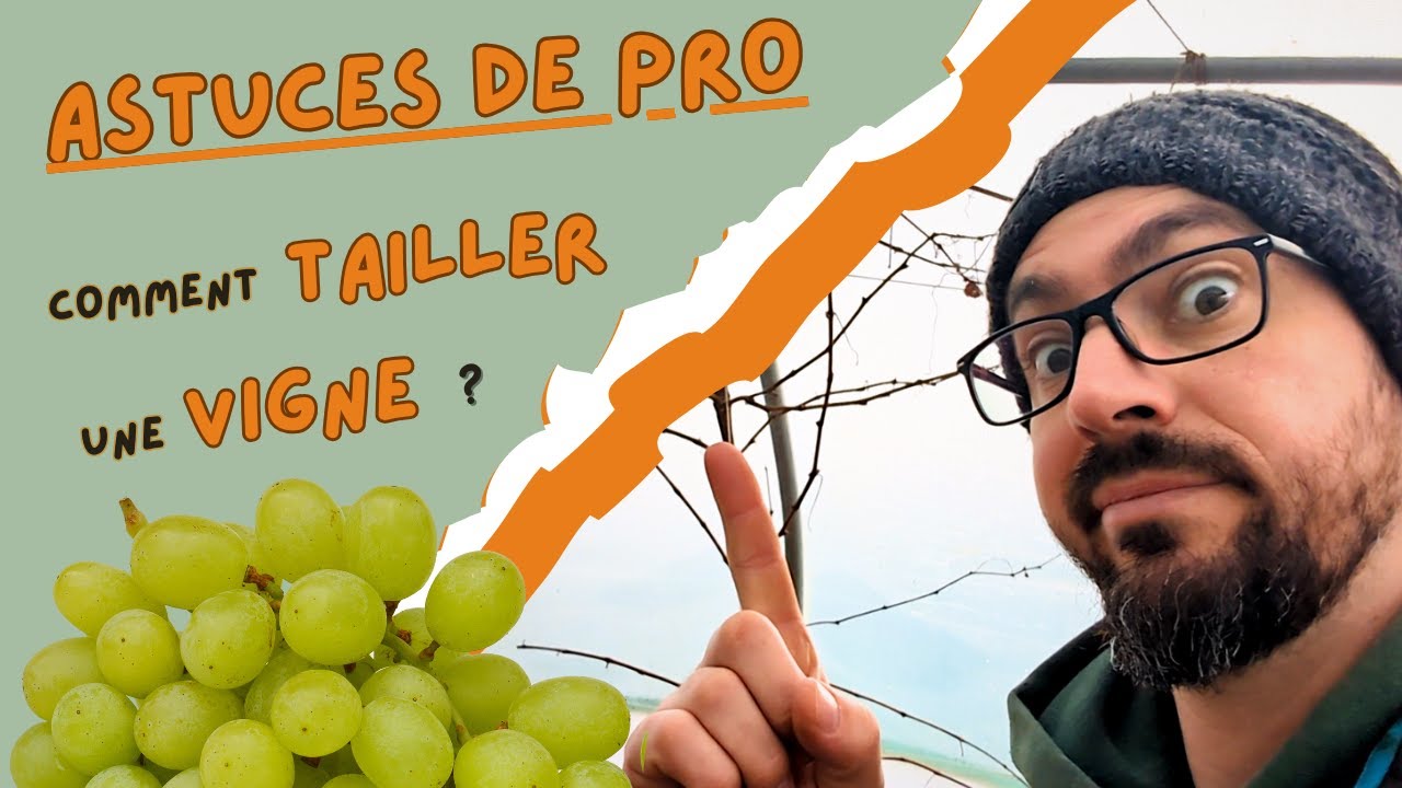 COMMENT BIEN TAILLER UNE VIGNE - Astuces de Pro par Pépi Berry !