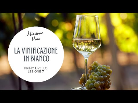 Lesson 7: How to Make White Wine - White Winemaking and Orange Wines