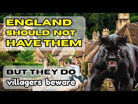 Big Black Cats of Britain - Britain shouldn't have them - But they do