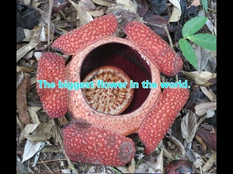 Rafflesia the biggest flower in the world found in Ranau, SABAH, MALAYSIA.. ( Must see before die )