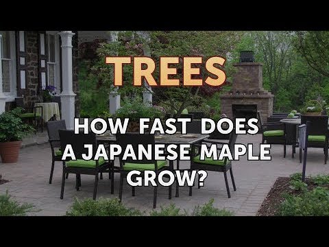 download lagu mp3 mp4 Japanese Maple Tree How Long To Grow, download lagu Japanese Maple Tree How Long To Grow gratis, unduh video klip Japanese Maple Tree How Long To Grow