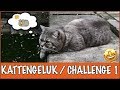 Drankchallenge + winactie, maak je kat nog gelukkiger | DierenpraatTV