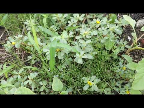 スベリヒユの家族