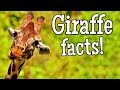 Giraffe Facts for Kids | Classroom Edition Giraffes Learning Video