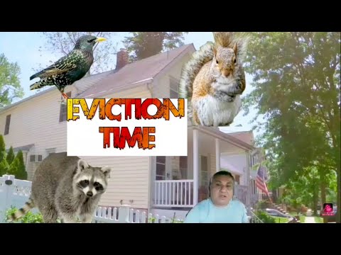 YouTube video about: How much does it cost to remove birds from attic?
