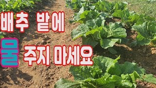 배추밭에 물 주지 마세요. 배추밭 관리요령. 배추물주는 요령.