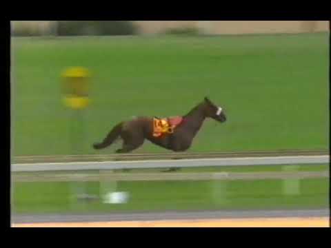 Petros Dingaans 1600