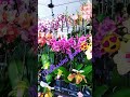 Abruzzo Italy Flower Festival Beautiful Flowers Festivalvibe Shorts