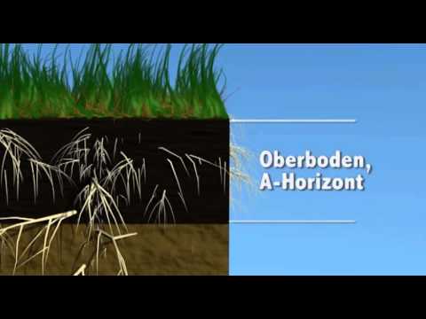 Süßgräser & Getreide - Boden, Wiese, Gräser, Blüte (Schulfilm-Vorschau)