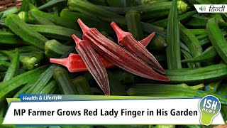 MP Farmer Grows Red Lady Finger in His Garden