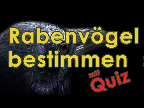 Rabenvögel bestimmen - Jägerprüfung (Federwild II)