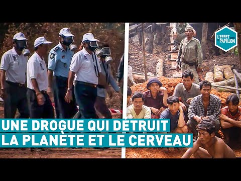 UNE DROGUE QUI DÉTRUIT LA PLANÈTE ET LE CERVEAU (Cambodge) - L'Effet Papillon