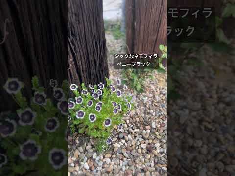  10 個の春の野の花と写真: 特性、象徴性、興味深い事実  庭園