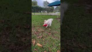 Video preview image #1 Shih Tzu Puppy For Sale in Weston, FL, USA