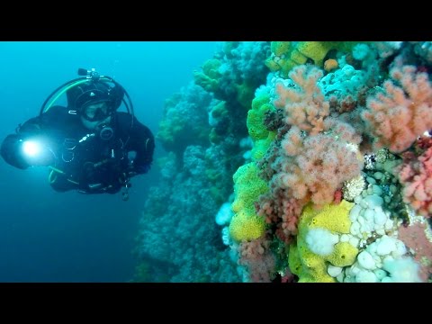 download lagu mp3 mp4 Scuba Diving Vancouver Bc, download lagu Scuba Diving Vancouver Bc gratis, unduh video klip Scuba Diving Vancouver Bc
