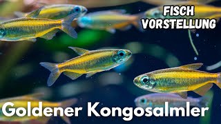 Goldener Kongosalmler (Phenacogrammus aurantiacus) | Liquid Nature Fisch Vorstellung