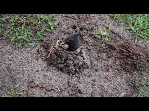 Jak się zakopuje kret