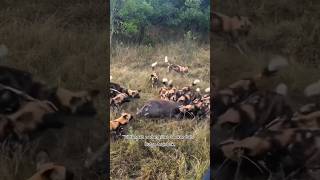 Download lagu Wild Boar Surrounded! Deadly Attack by African Wild Dogs #shorts mp3 Download lagu Wild Boar Surrounded! Deadly Attack by African Wild Dogs #shorts mp3