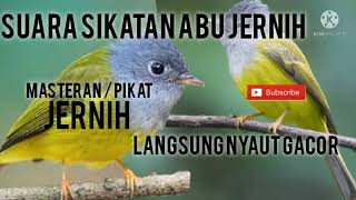 Download lagu Suara pikat / masteran sikatan kepala abu mp3