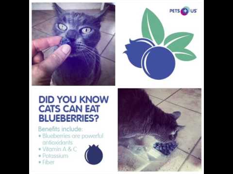 Can My Cat Eat Blueberries? - YouTube