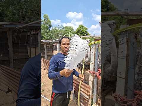 ขนาดขนนกกระจอกเทศยังมีราคา #เลื้ยงนกกระจอกเทศสร้างรายได้