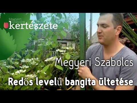Redős levelű bangita ültetése - Viburnum plicatum 'Mariesii' - Megyeri Kertészet