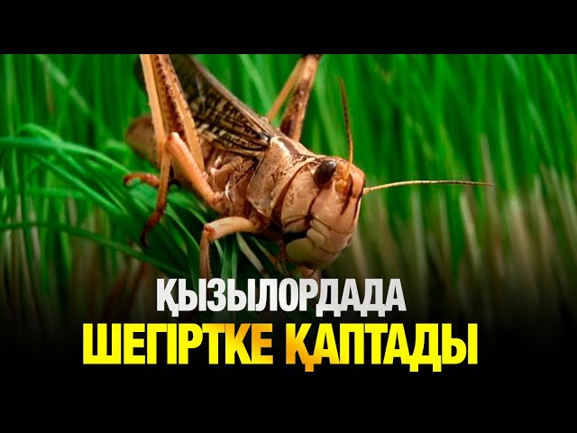 ЖАҢАЛЫҚТАР. 26.05.2025