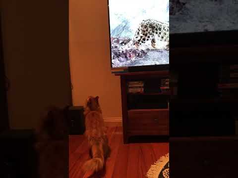 Domestic cat vs wild cat