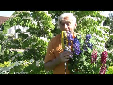 VOL.AT-Gartentipp: Lupine und Rittersporn