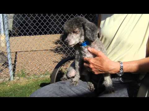 Rigo, an adopted Poodle in Houston, TX_image-1