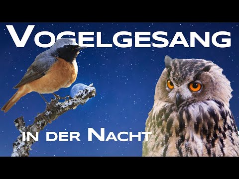 Which bird sings at night? Nightingales, owls, and many more with song