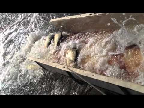 Populare Solacolu 08.03.2016 - 1200 kg de crap cu greutati intre 2 si 3 kg