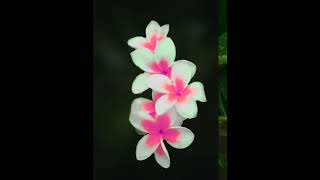 flowers editing 🌿🌹💐#poco m2pro photo shoot 📷#mobile photography #after editing #viral reels 🔥💯