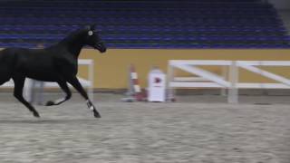 Video of DSP Meridian