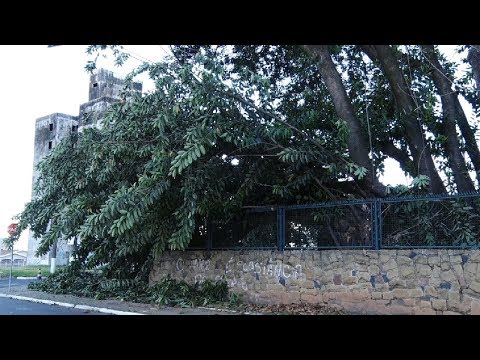 Tronco de árvore condenada cai na calçada do NAM