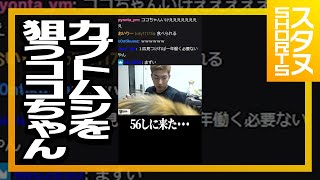 カブトムシを狙うココちゃん #Shorts