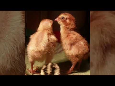 Unsere Zucht ein kleiner Einblick