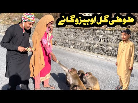 Tuti Gull Ao Bezo Gane Pashto New Funny Video 2024 By Tuti Gull Vines