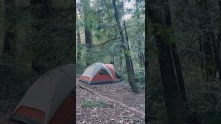 Tent Camping in the Redwoods #camping #california #lifestyle #キャンプ