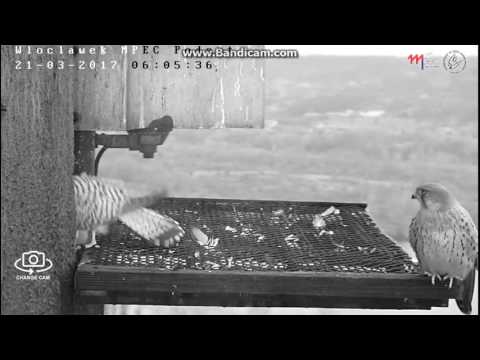 MPEC Włocławek Poland - Kestrels- Love meeting in the morning. Canoodle - 2017 03 21 05 59