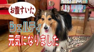 【シェルティ】元気になりました【フランス田舎暮らし🇫🇷】#犬の散歩 #賢い犬 #犬のいる暮らし #マイペースな犬