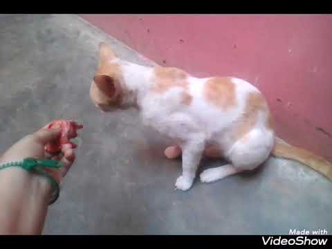 My munna cat wants meat