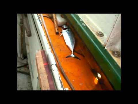 Virtuosi band David Sammut Diski maltin It tunnara.mp4