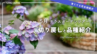 [Recommended varieties] Introducing all the flowers I'm growing and the terrace in May [Perennial...